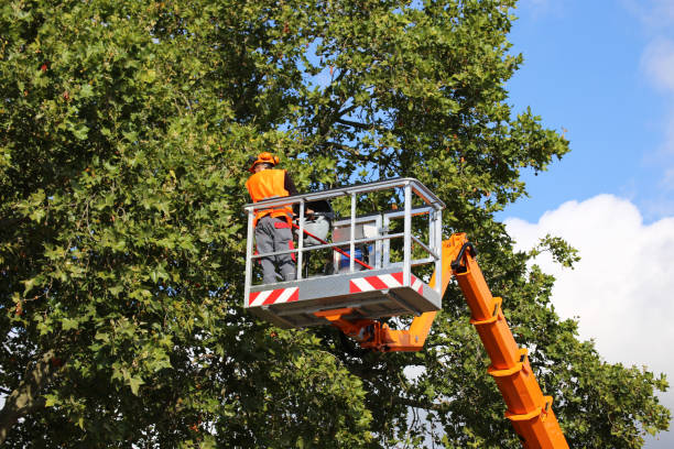 Trusted Trabuco Canyon, CA Tree Care  Experts