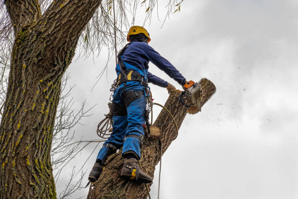 Best Tree Health Inspection  in Trabuco Nyon, CA