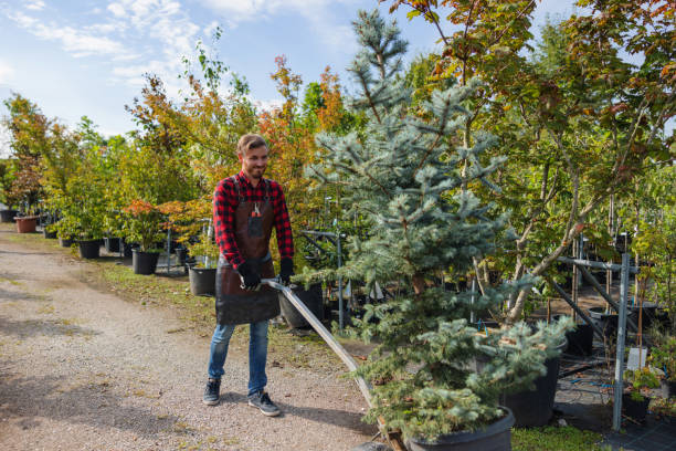 Best Leaf Removal  in Trabuco Nyon, CA