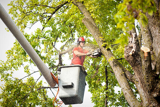 Best Tree Disease Treatment  in Trabuco Nyon, CA